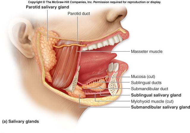 swollen submandibular lymph node swollen submandibular lymph node