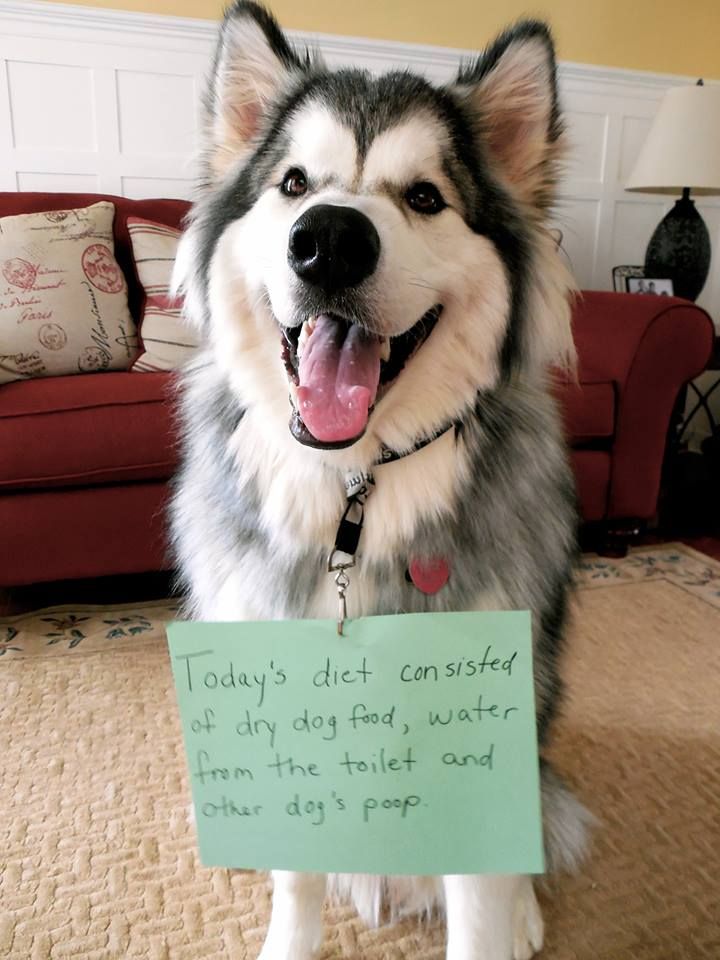 Dogshaming Malamute Diet Dogs Pooping Dog Shaming Malamute