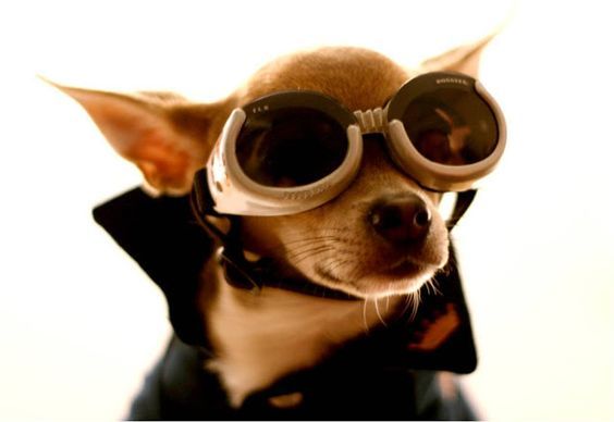 Goggles For Your Dog Doggles Chihuahua Costumes Dog Facts Dogs