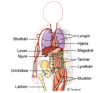 Bildresultat fÃ¶r mÃ¤nniskokroppen