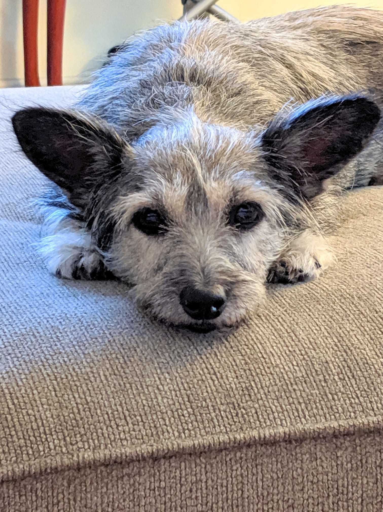 Adopt Dillie On Terrier Mix Dogs Cairn Terrier Mix Homeless Dogs