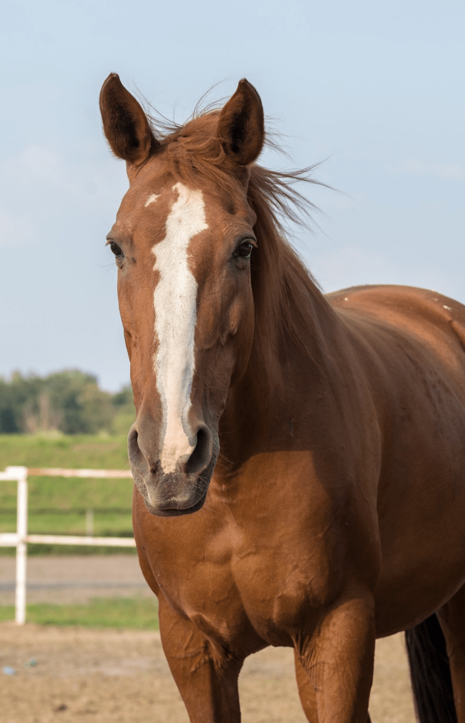 60 Questions to Ask When Buying the Horse of Your Dreams Barrel Racing Saddles, Barrel Racing Horses, Horse Saddles, Horse Halters, Chesnut Horse, Brown Horse, Horse Chestnut, Buy A Horse, Horse Diy