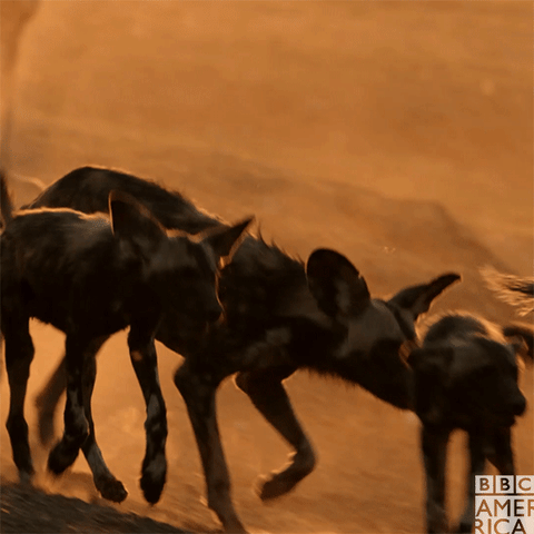 Tait S Dynasty Is Secure Dynastiespaintedwolf Wild Creatures Puppies Gif Animals