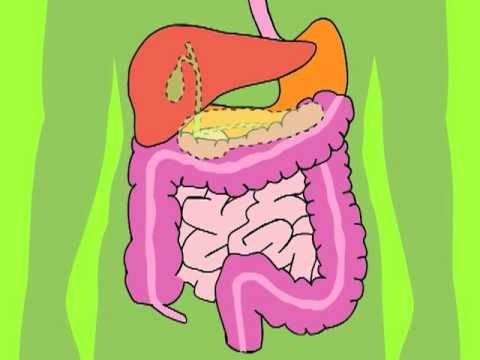 Digestive System Tour Lab Answers Digestive System Tour Lab Answers
