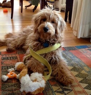 Goldendoodle Labradoodles Goldendoodle Puppies Va Ny Ky