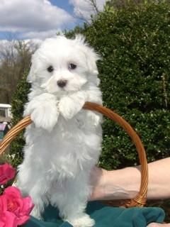 Sandy2 Jpg 240 320 Maltese Puppy Maltese Puppies For Sale
