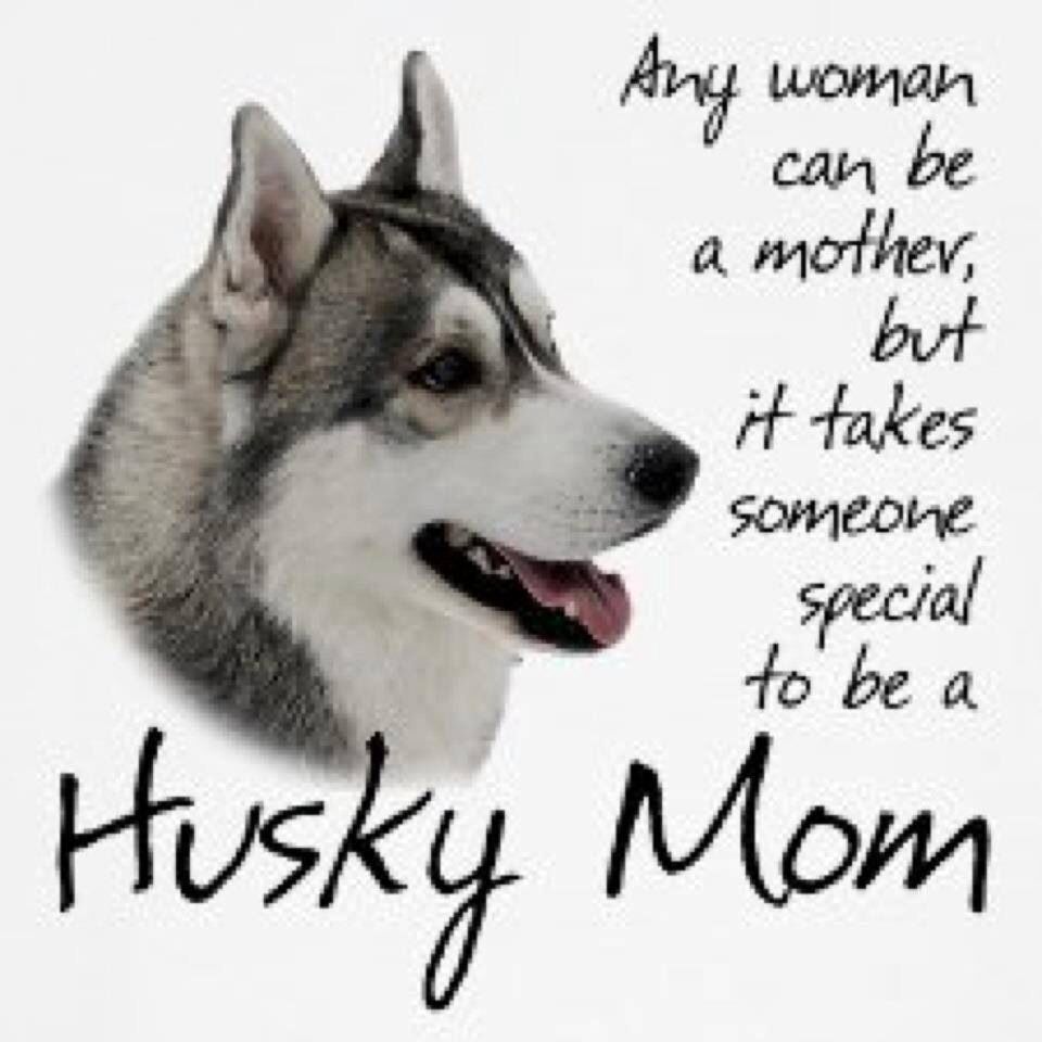 The Love Between A Mom And Her Pup Siberianhusky Puppy