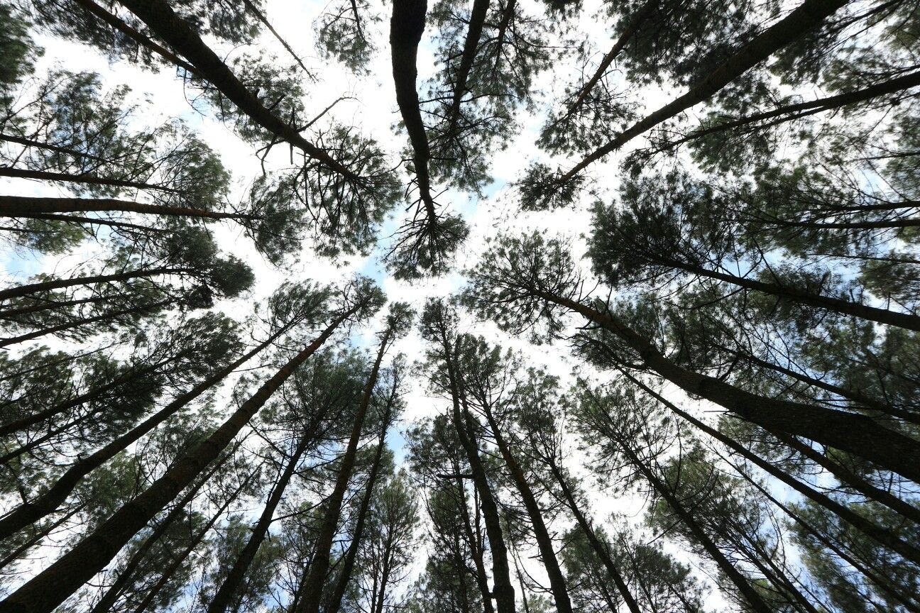 Hutan Pinus Mangunan | Photography, Outdoor, Looking up