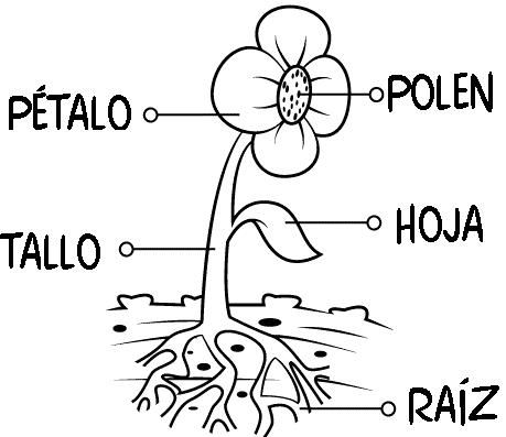 photo Raiz De Una Planta Para Colorear partes de la planta