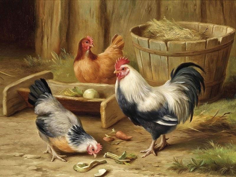 Картинки с курами для детей, для авы