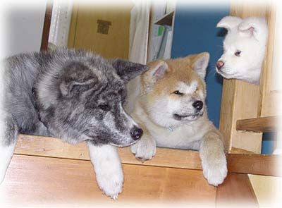 本物の秋田犬に会ってきた ラブラドール子犬 黒のラブラドールの子犬 ダックスフント 本物の秋田犬に会ってきた ラブラドール子犬 黒のラブラドールの子犬 ダックスフント