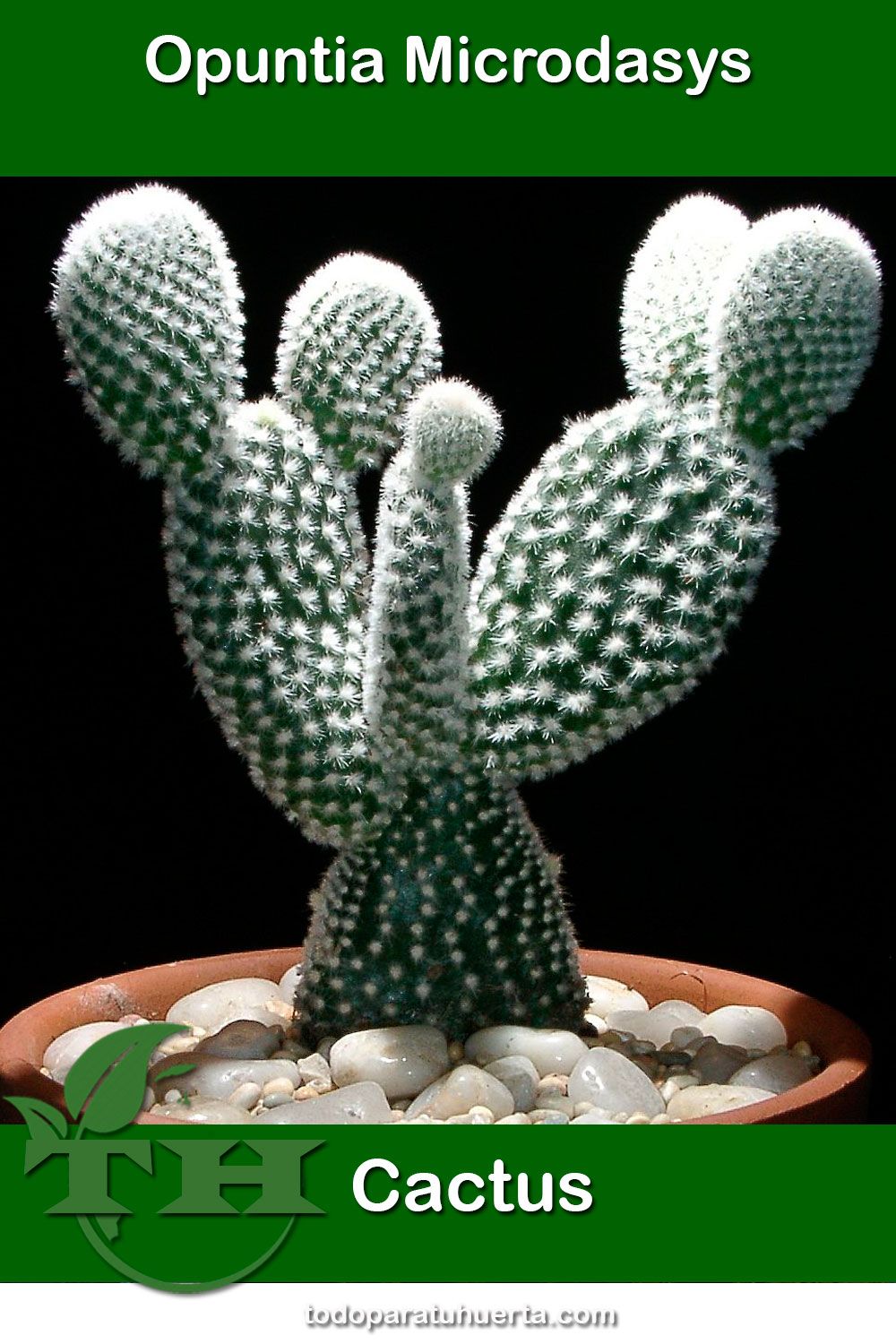 Opuntia Microdasys pertenece a la familia Cactaceae. También conocida como Alas de ángel u Orejas de conejo. Es originaria del norte de México. Cuidados y Reproducción. Opuntia Cactus, Opuntia Basilaris, Cactus Plante, Cactus Y Suculentas, Sempervivum, Euphorbia, Echeveria, Growing Succulents, Cacti And Succulents