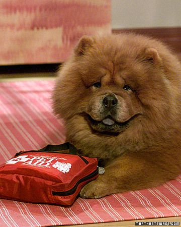 Tips For Keeping Your Dog Healthy Healthy Pets Pets Dogs
