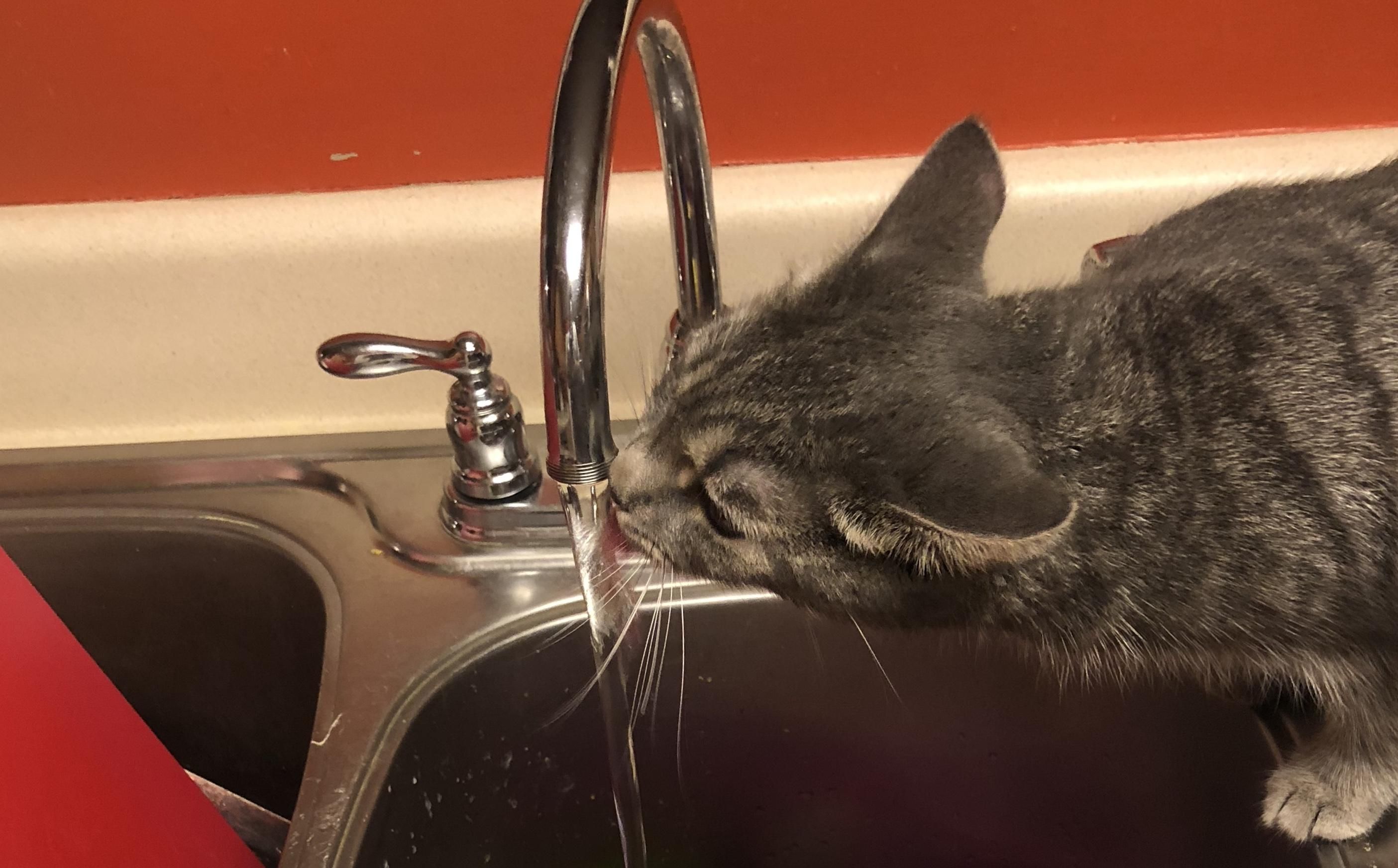 My cat demands to drink directly out of the faucet. There is a full