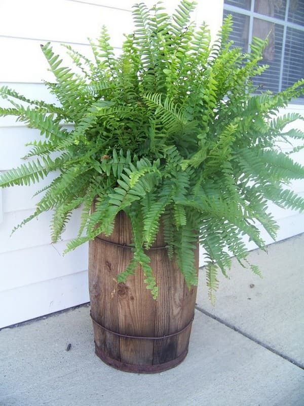 We make beautiful DIY flower beds in the yard and in front of the house: 45 original ideas | My desired home Porch Flowers, Outdoor Flowers, Garden And Yard, Backyard Garden, Wedding Backyard, Beer Garden, Hallowen Ideas, Barrel Decor, Healthy Lawn