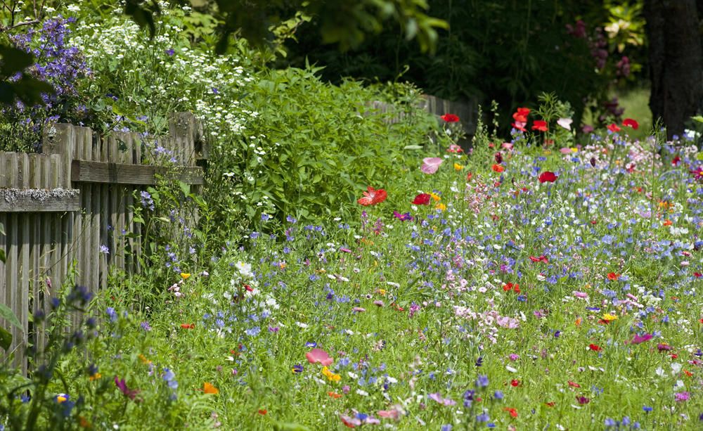 Blumenwiese Garten Auf einer Blumenwiese mit vielen heimischen Wildblumen finden