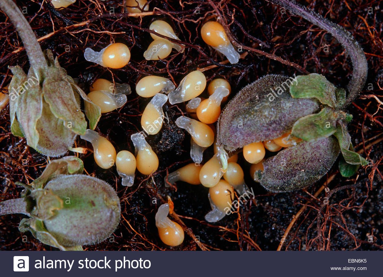 Viola Odorata Seeds With Elaiosomes Violet And Friends Viola Odorata Seeds With Elaiosomes
