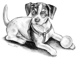 Zeichnungen mydogandmore Webseite | Hund zeichnen, Jack Zeichnungen mydogandmore Webseite | Hund zeichnen, Jack