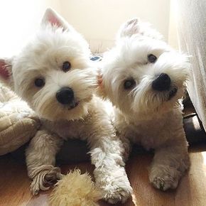 congratulation what do you mean we re not biological twins but we looked the same love the head tilts cr westie dogs westie puppies baby dogs