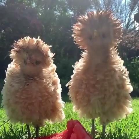 Fluffy chickens Fluffy chickens