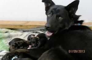 Yg Litter Velvet Mom Is An Adoptable German Shepherd Dog In
