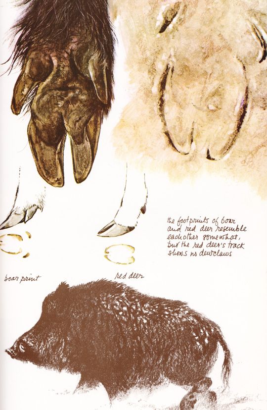 Wild boar phd thesis