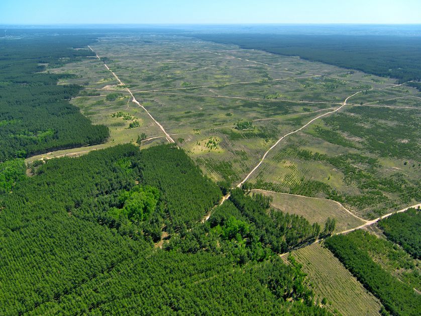 6 Things To Know About Earth S 6th Mass Extinction Rainforest