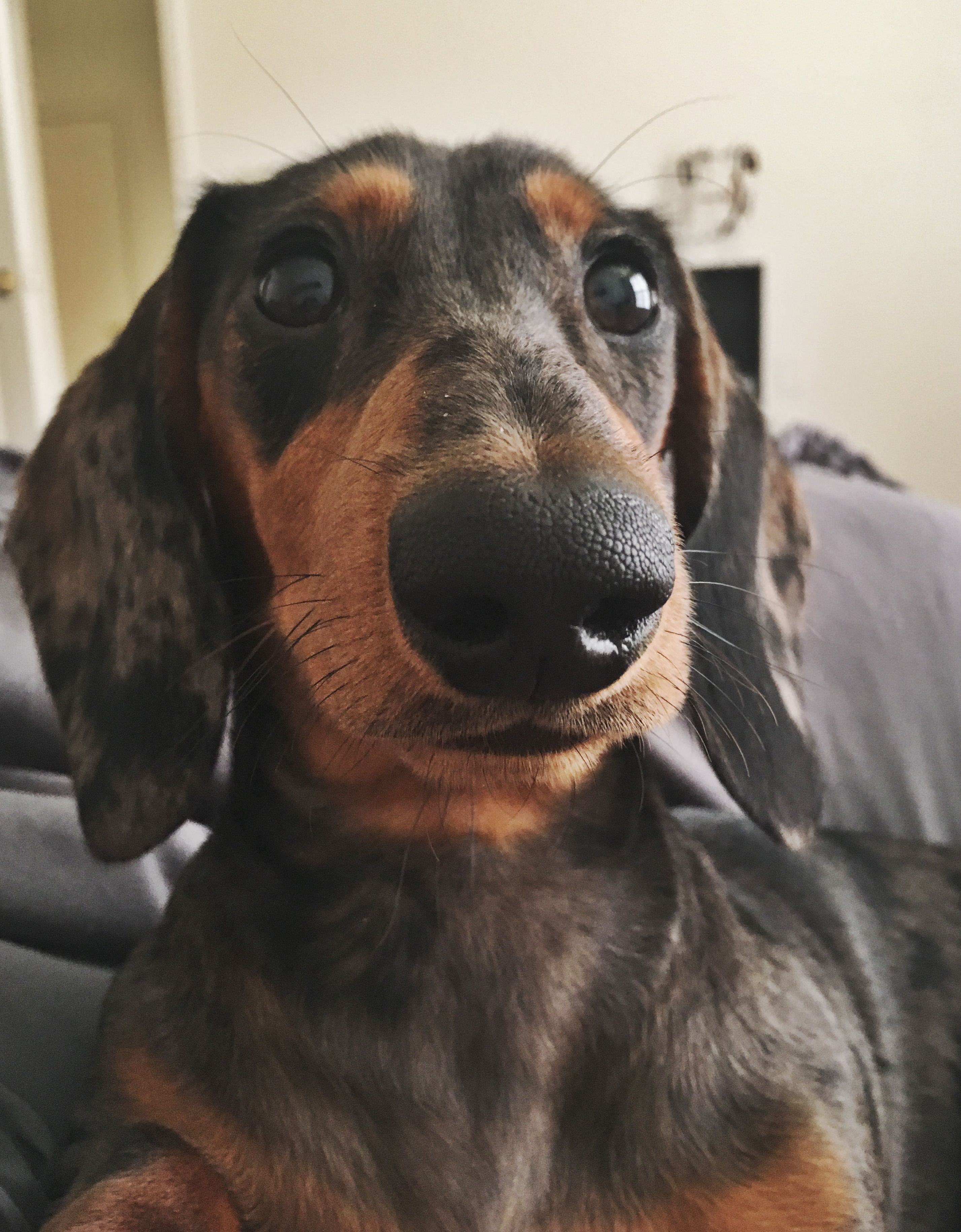 Pin By My Dog And Puppies On Dog And Puppies Dachshund Dog Dogs