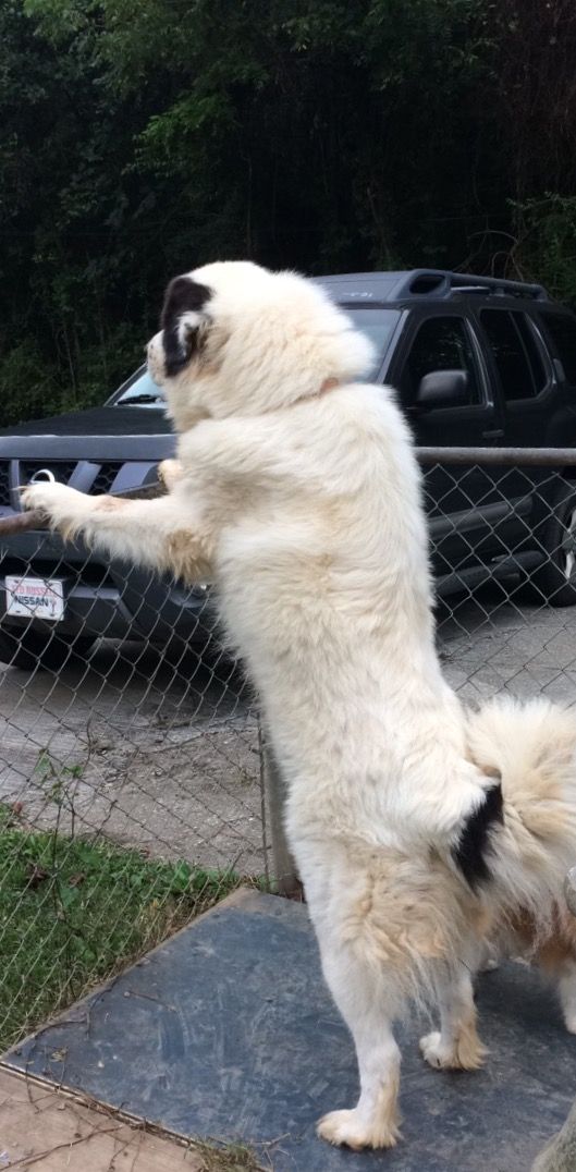 Great Pyrenees Sophie Great Pyrenees Pets Animals
