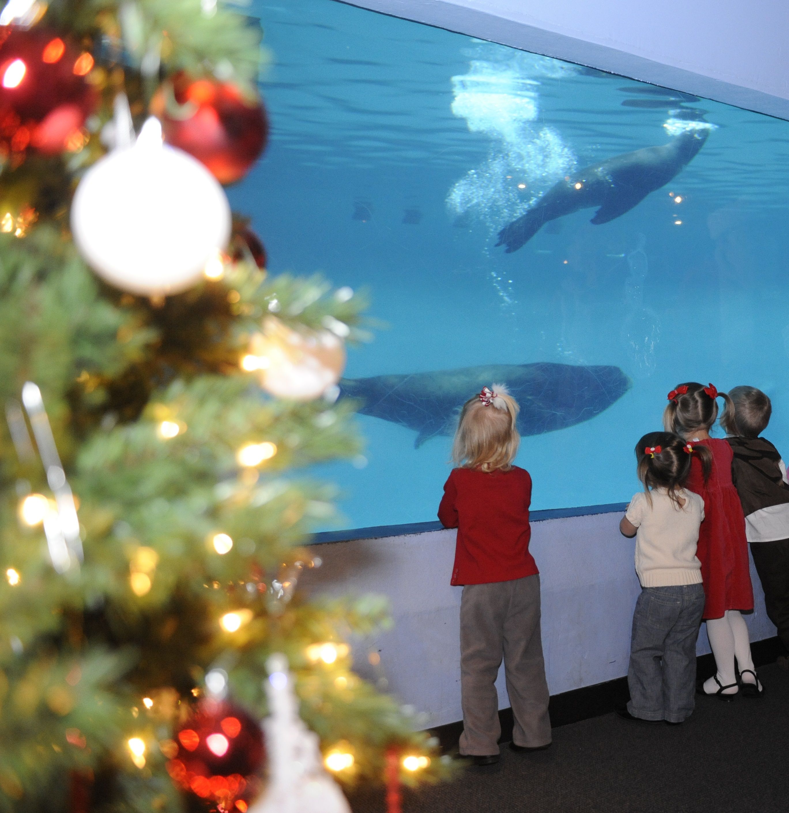 Mystic Aquarium Mystic aquarium, Mystic, Gift shop