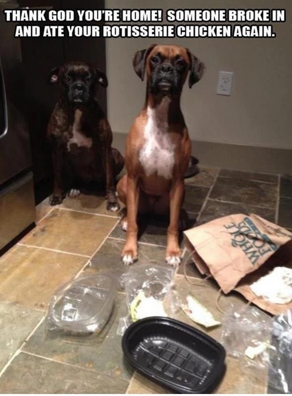 Great Dane Couch Explosion Funny Animal Pictures Funny Animals