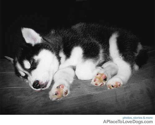 I Want This Puppy Husky Puppy Cute Husky Puppies Cute Animals