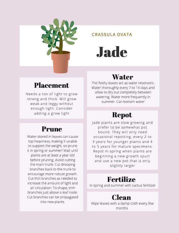Jade Plant Care Tips & Tracker | Etsy Plant Care Houseplant, Indoor Plant Care, House Plants Indoor, High Light Plants Indoor, Jade Plant Pruning, Jade Plant Bonsai, Easy House Plants, Indoor Gardens, Jade Plant Care