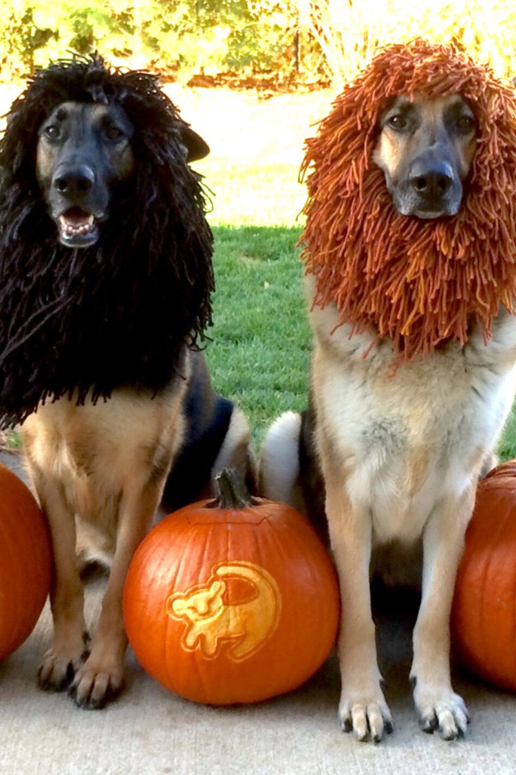There S No Denying It Your Dog Needs This Halloween Costume