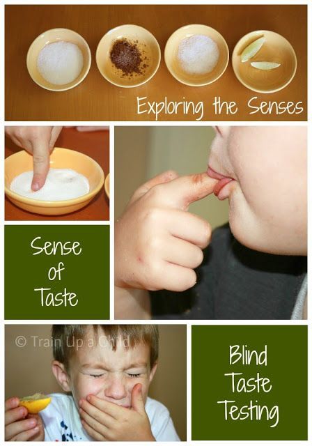 Exploring the Sense of Taste