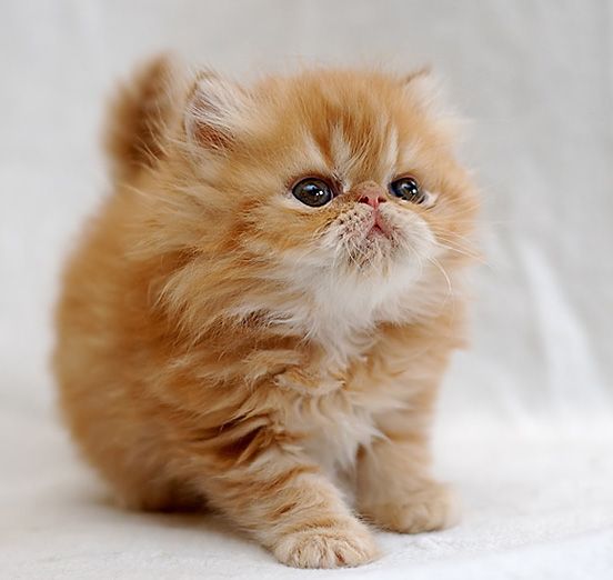 Stray Mama Cat Has The Most Purrfect Mini Me Family Mama Cat Cats Newborn Kittens