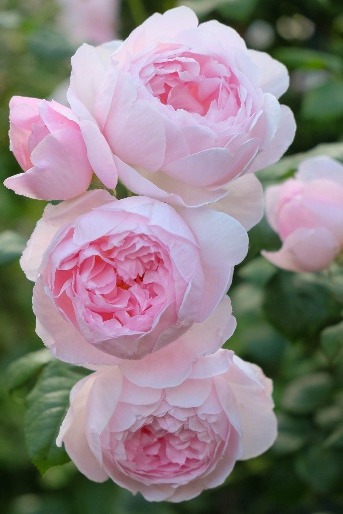 oldandenglishroses oldandenglishroses