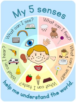 My 5 senses poster | Science activities for toddlers, Senses preschool,  Kids learning activities