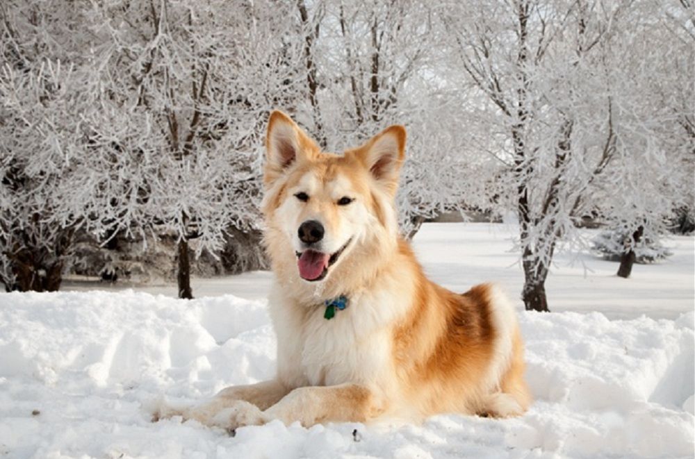 Golden Retriever Husky Mix Goberian Breed Information Golden