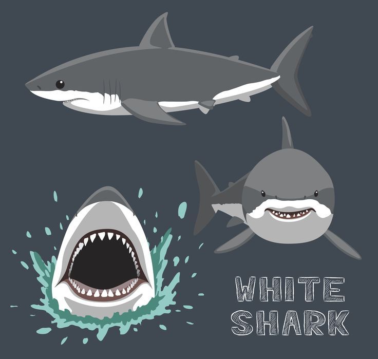Did you know that Great White Sharks can weight more than 6,000 pounds! That is heavier than the average car! Learn all about the Great White Shark and its habitat as well as learn about other habitats and animals in our Animals and Their Worlds Themed Program! This themed program is the perfect program for young learners who are eager to learn about the world they live in as well as the animals they can expect to find in it! Visit the link to learn more about htis program!