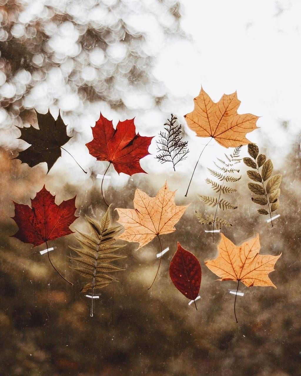 🌜🍂my favorite atumn photos on We Heart It 🌜🍂my favorite atumn photos on We Heart It
