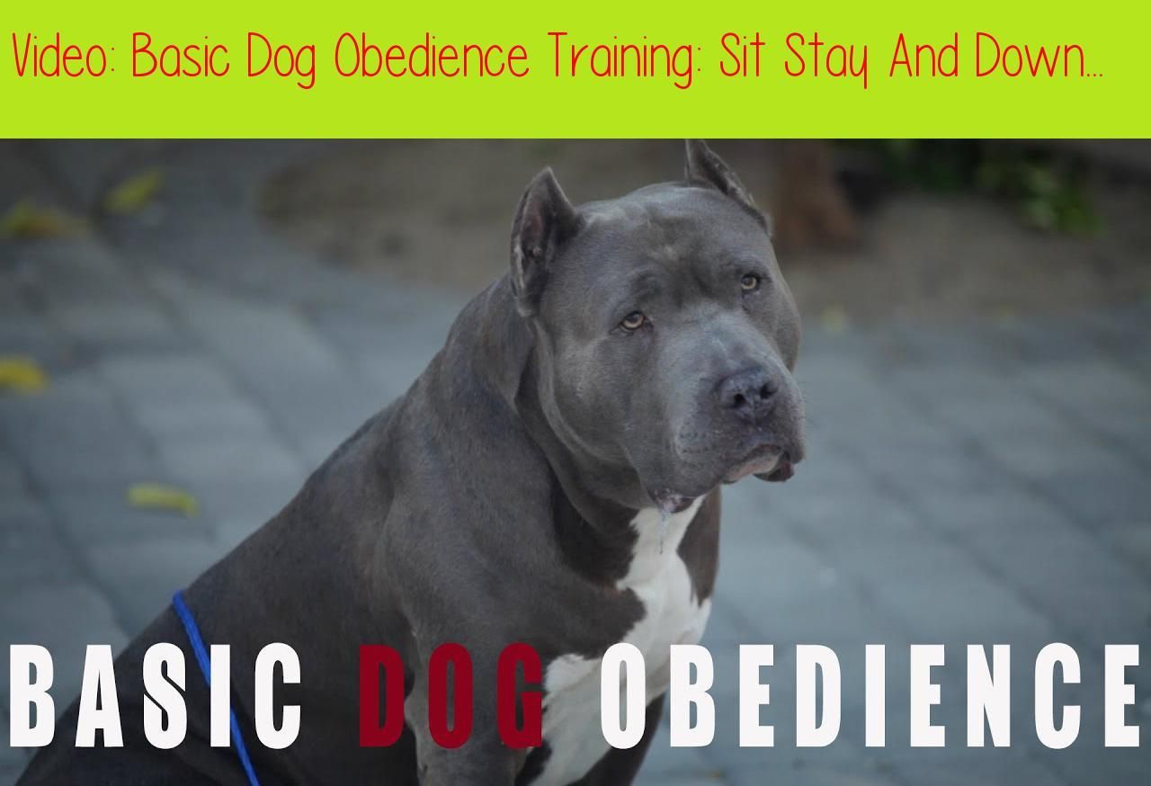 Basic Dog Obedience Training Sit Stay And Downthis Video Is A