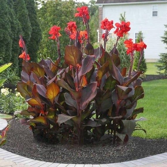 Red Canna bulbs get 4 for only 18.95 when they are sold in stores and online for 21.95. You save big money on JackiesFarm. Free shipping too. Canna Lily Landscaping, Tropical Landscaping, Landscaping Plants, Landscaping Ideas, Inexpensive Landscaping, Landscaping Software, Exotic Flowers, Orange Flowers, Beautiful Flowers