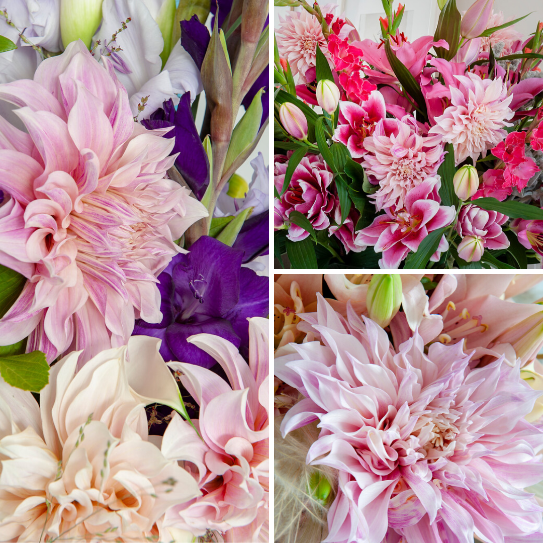 It S Felt Like A Good Day For A Little Cafe Au Lait Cafe Au Lait Must Have Been The World S Most Popular And Photographed Flowe Flowers Floral Wreath Dahlia