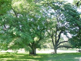 CONSERVACION: PLANTAS NATIVAS DE BUENOS AIRES. Tree Trunk, Home, Native Plants, Buenos Aires, Argentina, Herbs, Be Nice, Gardens