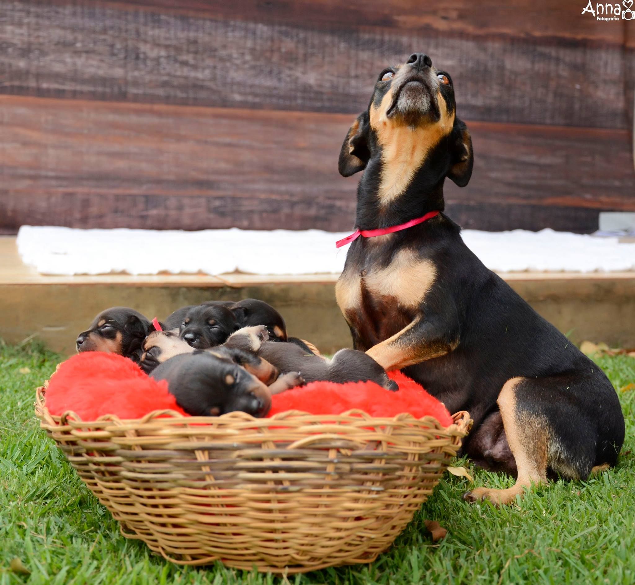 Dog Whose Maternity Photos Went Viral Gives Birth To Beautiful