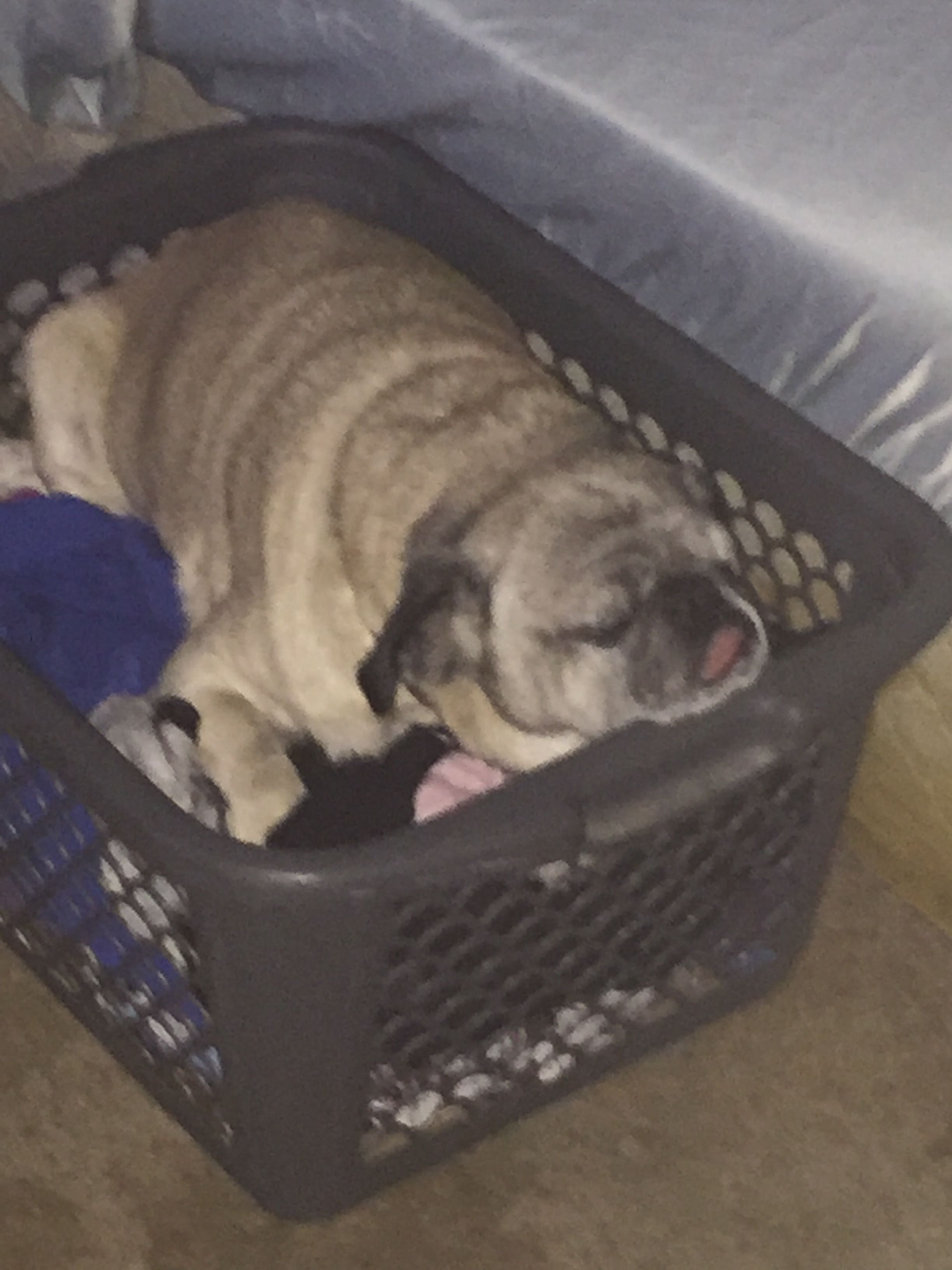 Arthur Pug Rescue Pugs Plastic Laundry Basket