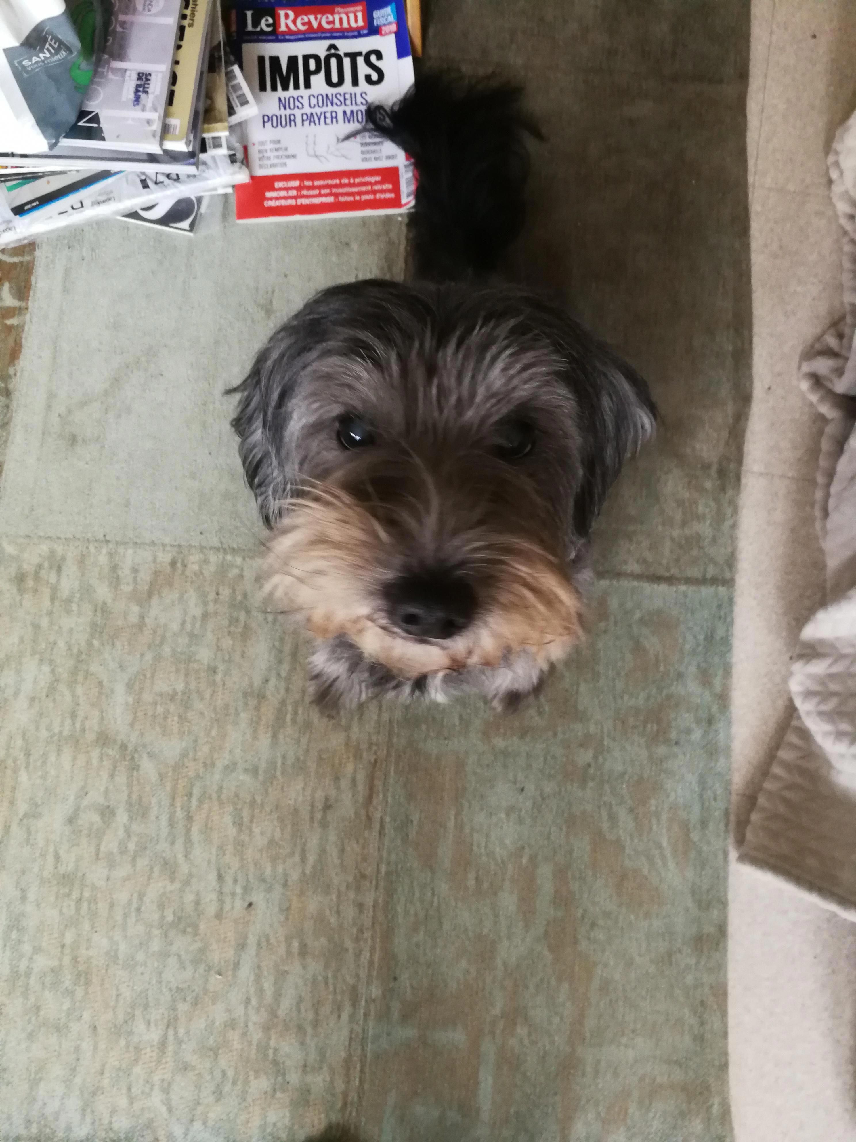Dog Training Online Examine Your Dog For Ticks And Fleas Daily