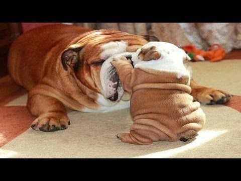 Dog Mom Playing With Her Puppies Funny Puppies And Cute Puppy