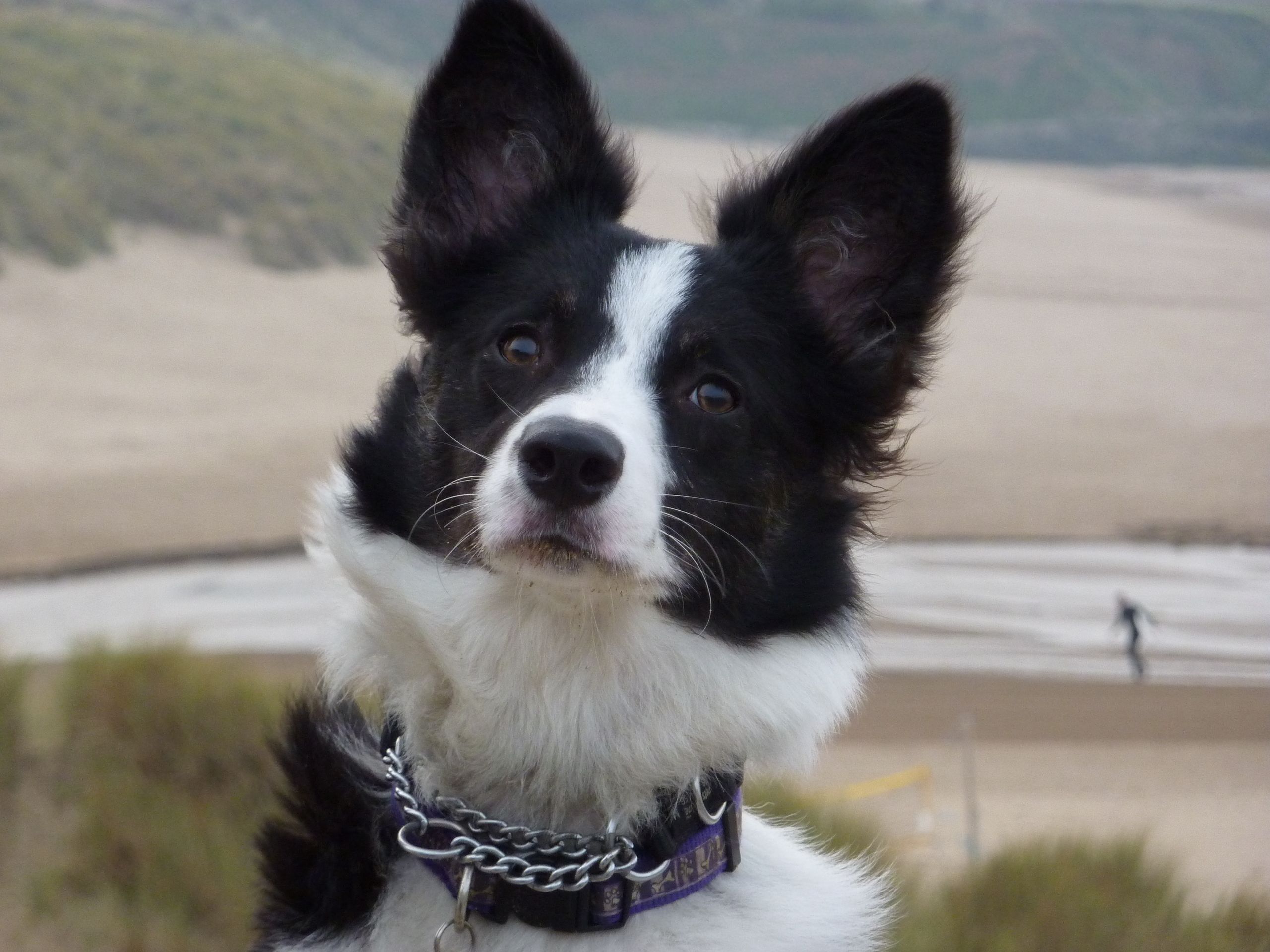 Misty The Puppy Smartest Dog Breeds Border Collie Collie
